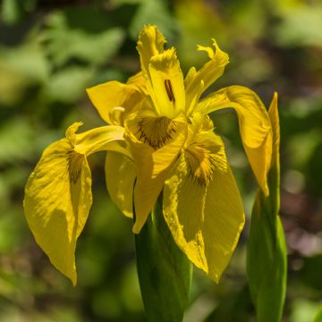 Iris pseudacorus Plena - Lirio amarillo