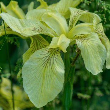 Iris pseudacorus var. bastardii - Lirio amarillo