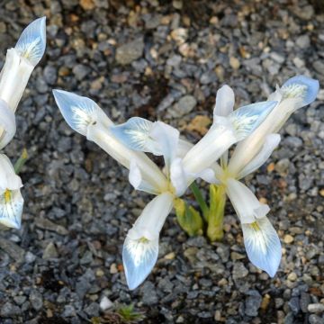 Iris reticulata Frozen Planet - Lirio
