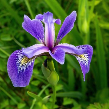 Iris versicolor - Lirio de agua de Norteamerica