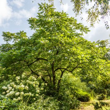 Noyer cendré - Juglans cinerea