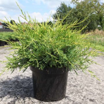Juniperus x pfitzeriana Kuriwao Gold - Enebro híbrido