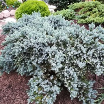 Juniperus squamata Blue Star - Enebro escamoso