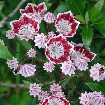 Kalmia latifolia Galaxy