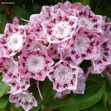 Kalmia latifolia Ideal -Laurel de montaña