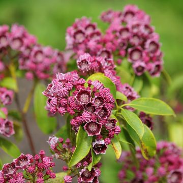 Kalmia latifolia Latchmin
