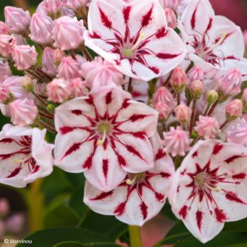 Kalmia latifolia Windmill - Laurel de montaña