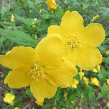 Kerria japonica