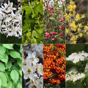 Kit de 10 m de seto ecológico para jardines grandes