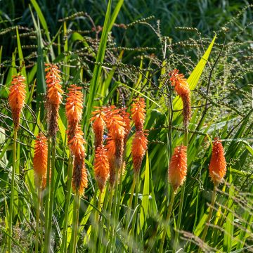 Kniphofia Alcazar