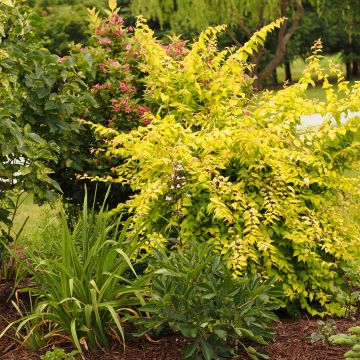 Kolkwitzia amabilis Maradco - Arbusto de la belleza