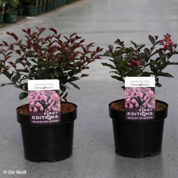 Árbol de Júpiter Coral Magic - Lagerstroemia indica