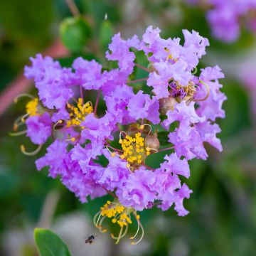 Árbol de Júpiter Cordon Bleu - Lagerstroemia indica