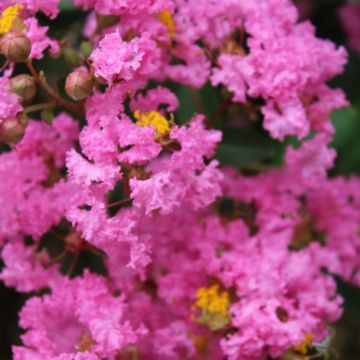 Árbol de Júpiter Jacqueline Desmartis - Lagerstroemia indica