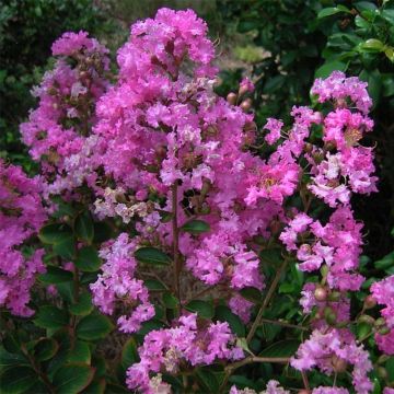 Árbol de Júpiter Jeanne Desmartis - Lagerstroemia indica