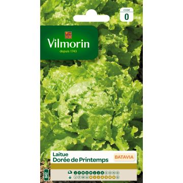 Lechuga Batavia Dorée de Printemps - Vilmorin
