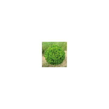 Lechuga Batavia Florine