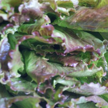 Lechuga batavia Gloire du Dauphiné