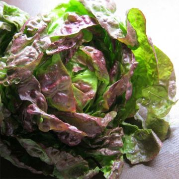 Lechuga Batavia Kamikaze (planta)