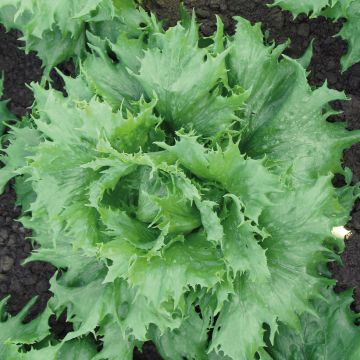 Lechuga batavia Reine des Glaces Bio