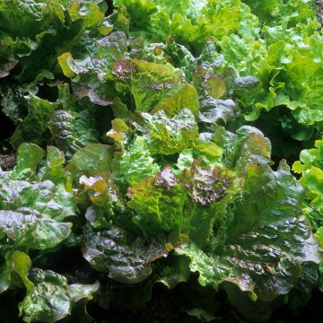 Lechuga Batavia Roja Grenobloise