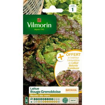 Lechuga Batavia Roja Grenobloise - Vilmorin