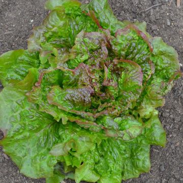Lechuga Batavia Roja Grenobloise (plantas)