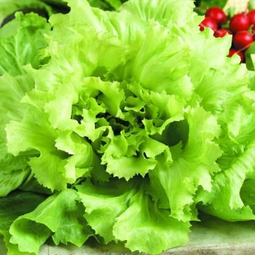 Lechuga Batavia verte Iceberg