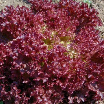 Lechugas Lollo rouge Concorde