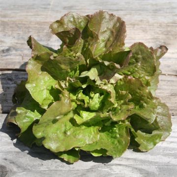 Lechuga Monte à Peine