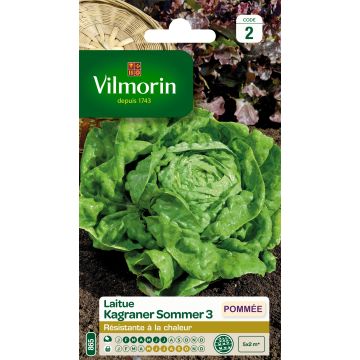 Lechuga Kagraner Sommer 3