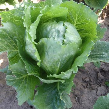 Lechugas Sweet Success