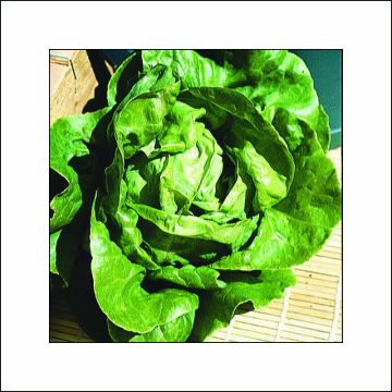 Lechuga Appia (plantas)