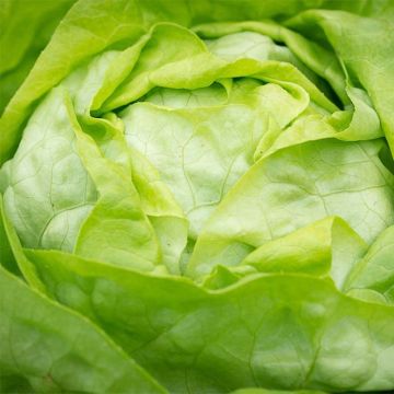 Lechuga Justine (plantas)