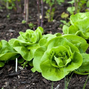 Lechuga Reine de Mai