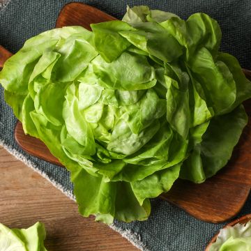Lechuga du Bon Jardinier