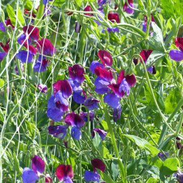 Guisante de olor Cupani - Lathyrus odoratus