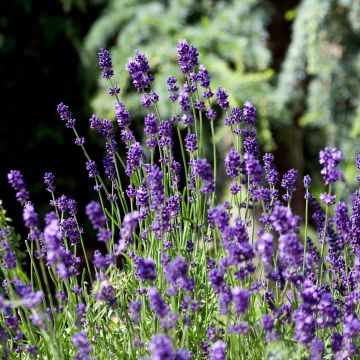 Lavanda angustifolia Montagnac Purple