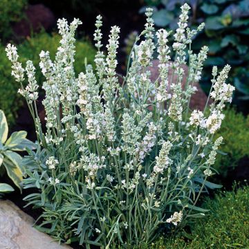 Lavanda angustifolia Montagnac White