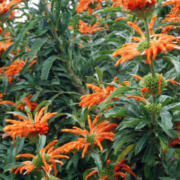 Leonotis leonurus - Oreja de león