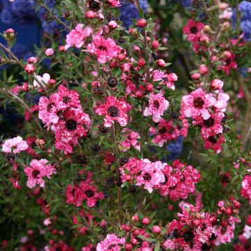Leptospermum scoparium Coral candy