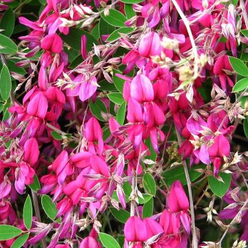 Lespedeza bicolor Summer Beauty - Trébol japonés