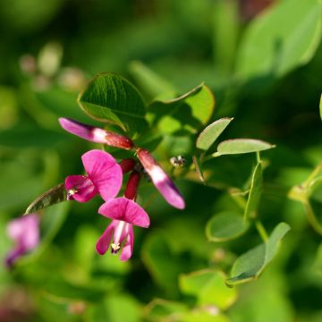 Lespedeza bicolor Yakushima - Trébol japonés