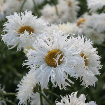 Margarita Reina Shapcott Ruffles - Leucanthemum superbum