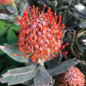 Leucospermum Carnival Red
