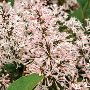 Syringa patula Dream Cloud™ ('KLMone') - Miss Kim Lilac, Korean Lilac