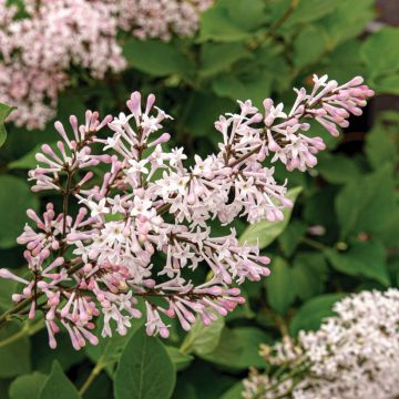 Syringa patula Violet Uprising™ - Miss Kim Lilac, Korean Lilac