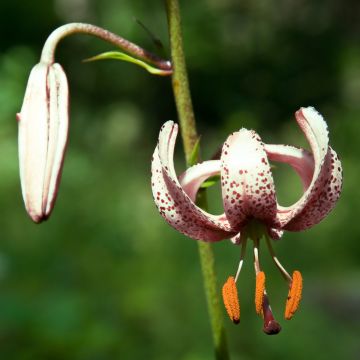Martagón var. albiflorum - Lilium martagon