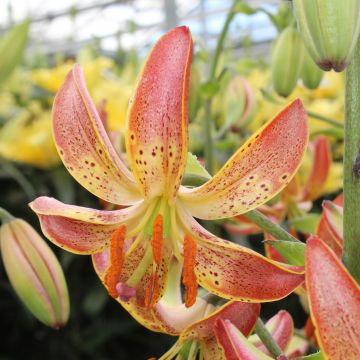 Martagón Slate's Morning - Lilium martagon