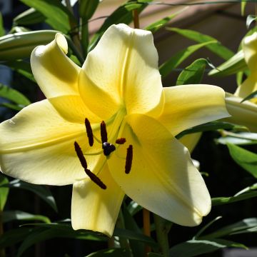 Lirio oriental Bellville